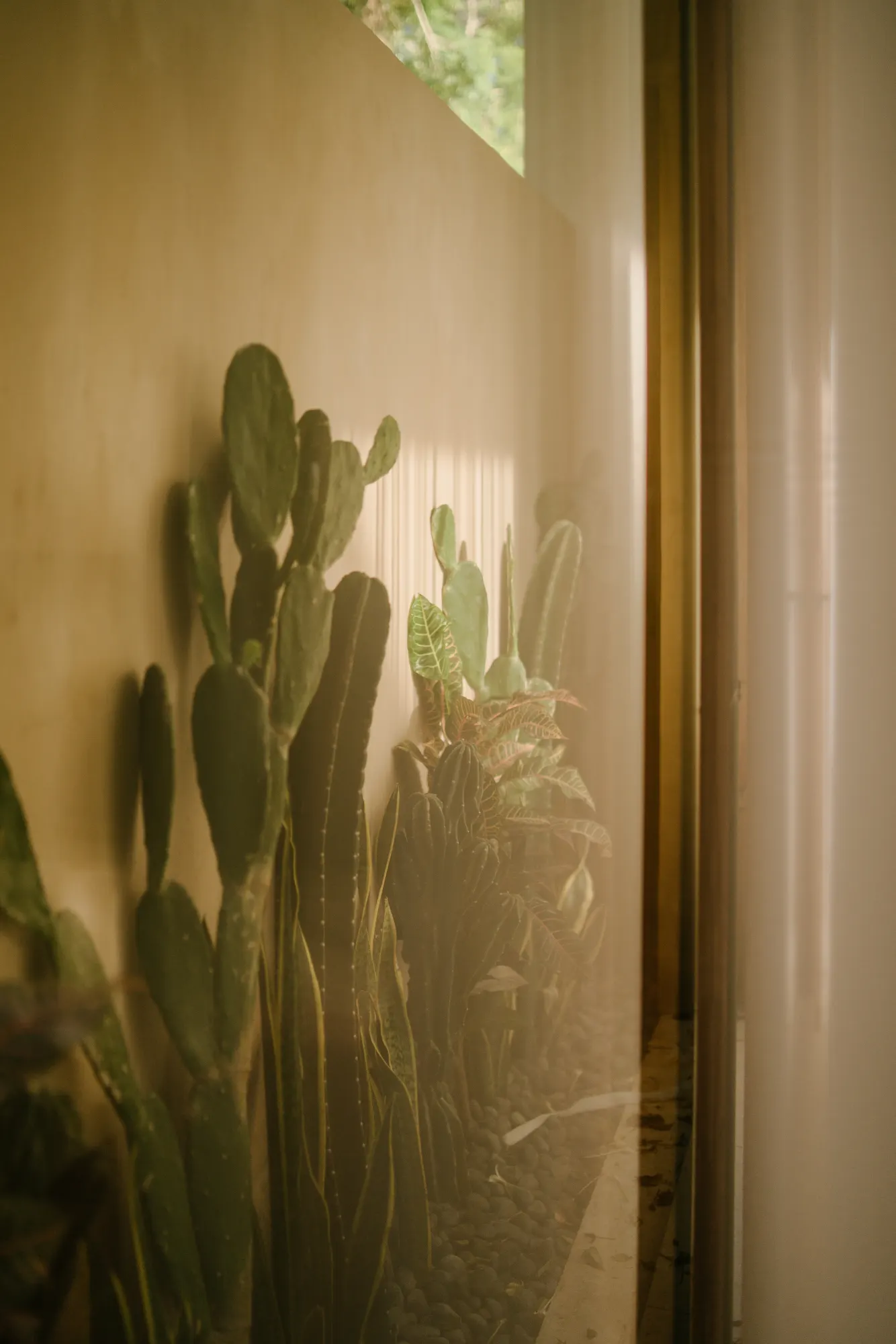 Indoor plant arrangement with dramatic side lighting and architectural forms