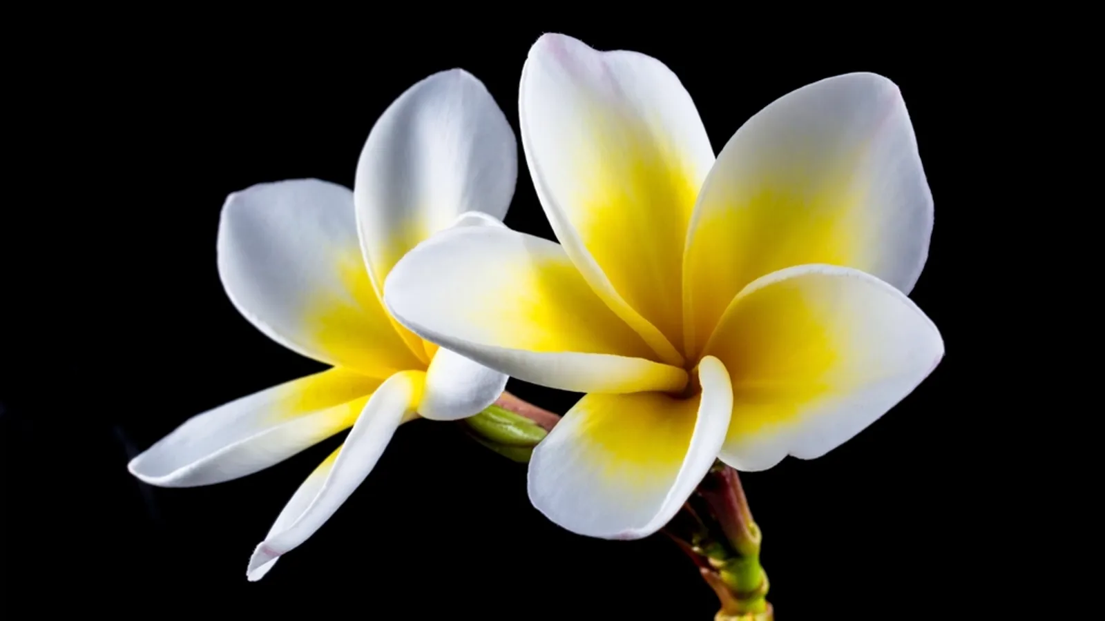 A frangipani (plumeria) flower in bloom
